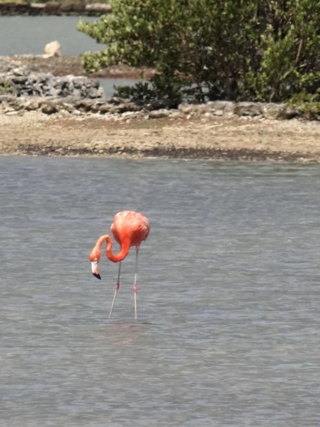 Flamingo in zoutpannen van Jan Kock, Curacao - foto Aart G. Broek - www.klasse-oplossingen.nl