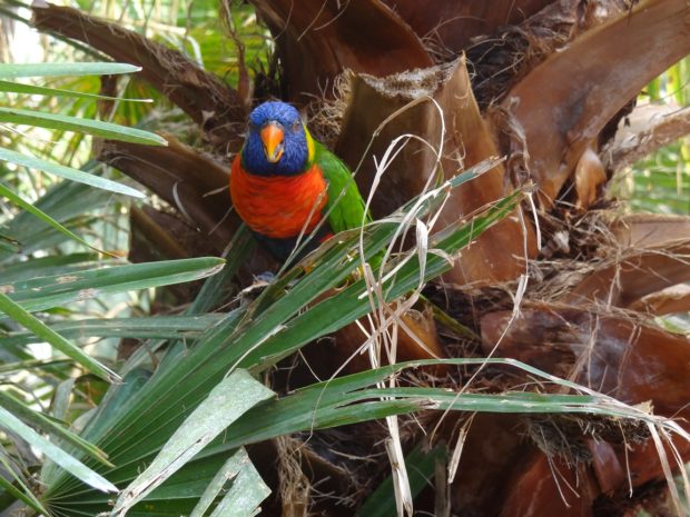 Avifauna - foto Aart G. Broek